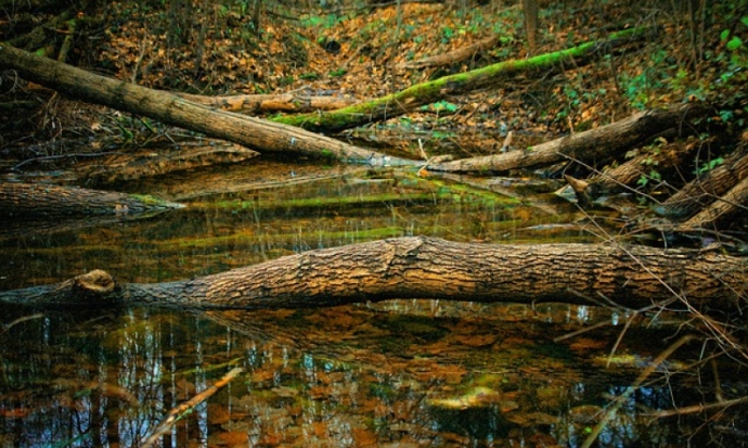 Лес есть – порядка мало: СП предлагает решить проблемы лесоустройства без их передачи на федеральный уровень - 2020-06-14 17:32:00 - 1