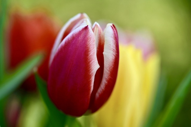 Поздравление с 1 Мая от руководства города Великие Луки - 2020-05-01 12:21:00 - 1