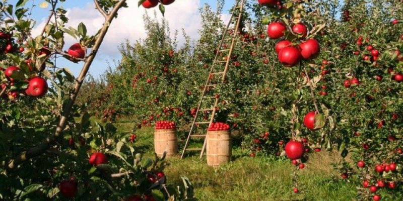 В Великих Луках можно взять в аренду участок для садоводства - 2020-12-10 12:43:00 - 1