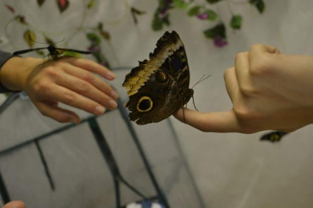 Великолучан приглашают на выставку «Живые тропические бабочки и попугаи» - 2016-05-24 11:56:00 - 1