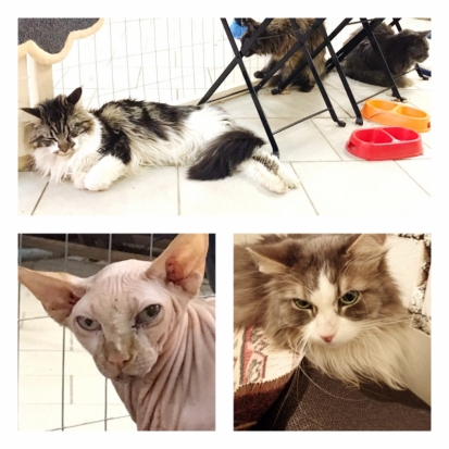 Будьте бдительны! В Великие Луки едет выставка кошек, владельцев которой обвиняют в жестокости (ФОТО) - 2020-01-13 09:48:00 - 1