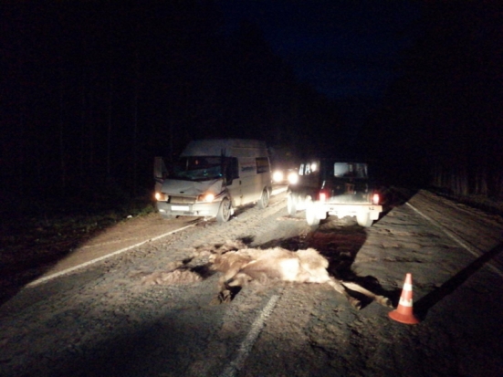 Пассажир микроавтобуса получил травмы после столкновения с лосем (ФОТО) - 2020-05-03 10:48:00 - 1