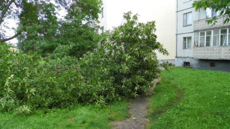 ФОТОФАКТ: На улице Маршала Жукова в Великих Луках уже несколько дней лежит огромная ветка от дерева - 2020-08-25 09:38:00 - 1