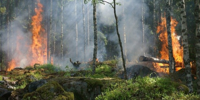 Пожароопасный сезон в России официально закрыт - 2020-12-13 12:00:00 - 1