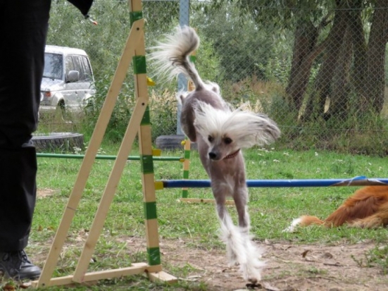 Впервые в Великих Луках пройдут соревнования для собак и их владельцев - 2016-05-26 16:51:00 - 1