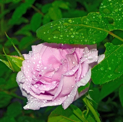 Завтра в Великих Луках днем ожидается до +21°С - 2016-07-03 22:02:00 - 1