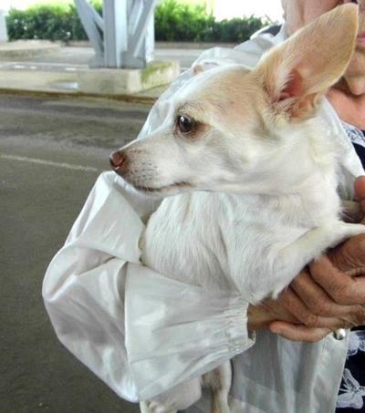 «Друг человека» не пересёк границу в Псковской области из-за нарушений в оформлении документов - 2019-07-10 08:13:00 - 1