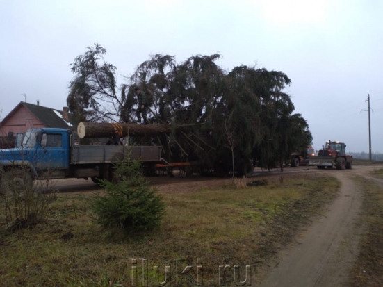 ВИДЕО: Ёлка-2020 на пути в Великие Луки - 2019-12-18 15:23:00 - 1