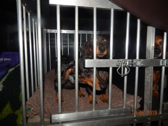 Семь голландских такс задержали на границе в Псковской области из-за нарушений ветеринарных требований - 2019-08-14 06:46:00 - 1