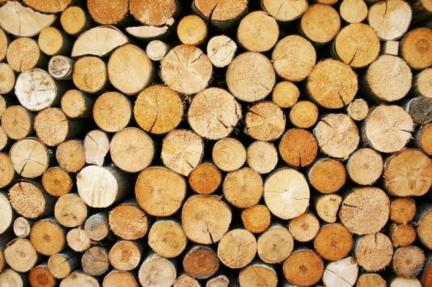 В Пыталовском районе руководитель коммерческой организации осуждена за контрабанду леса - 2020-03-15 18:21:00 - 1