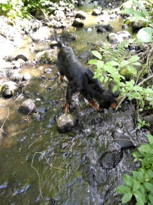 Найдены останки, предположительно принадлежащие жителю Куньинского района, который 2 года назад ушел на рыбалку - 2019-04-29 13:17:00 - 1