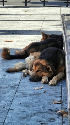 Приюту для животных власти Пскова отказали в помощи. Теперь обратно на улицу? - 2019-05-16 17:40:00 - 1