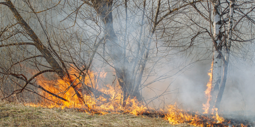 В Псковской области в этом году более чем на 40% сократилось число пожаров - 2024-07-25 11:05:00 - 1