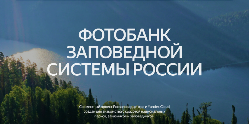 Лучшие фото дикой природы страны теперь в свободном доступе - 2024-12-14 15:05:00 - 1