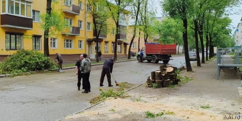 На Ставского в Великих Луках дерево оборвало провода - 2025-05-28 11:15:00 - 1