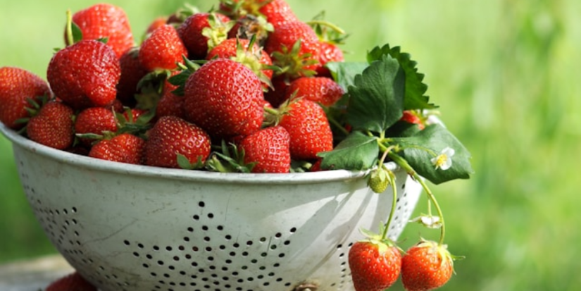 День клубники: Роспотребнадзор делится советами по выбору ягод - 2025-06-18 16:05:00 - 1