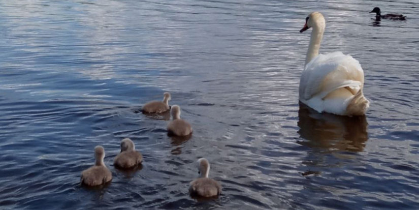 У лебедей-шипунов в Изборске появилось потомство - 2025-06-19 10:05:00 - 1