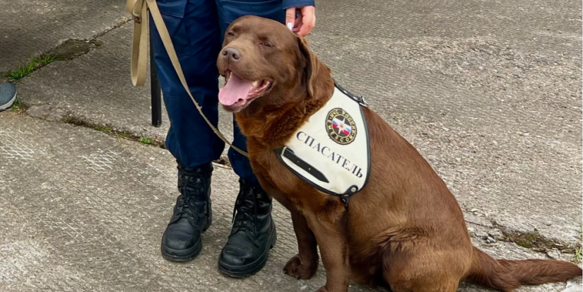 Кинологи МЧС отмечают профессиональный праздник - 2025-06-20 16:05:00 - 1