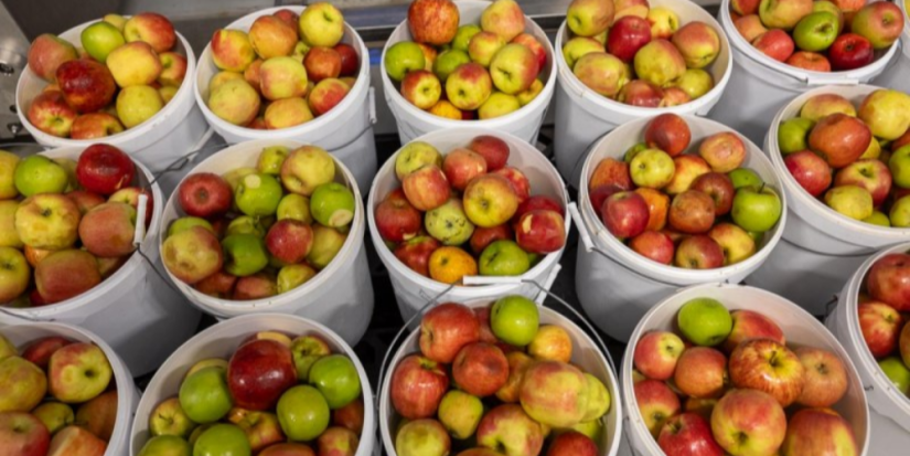 Губернатор посетил сельхозкооператив «Маяк» в Палкинском районе - 2025-07-31 17:35:00 - 1