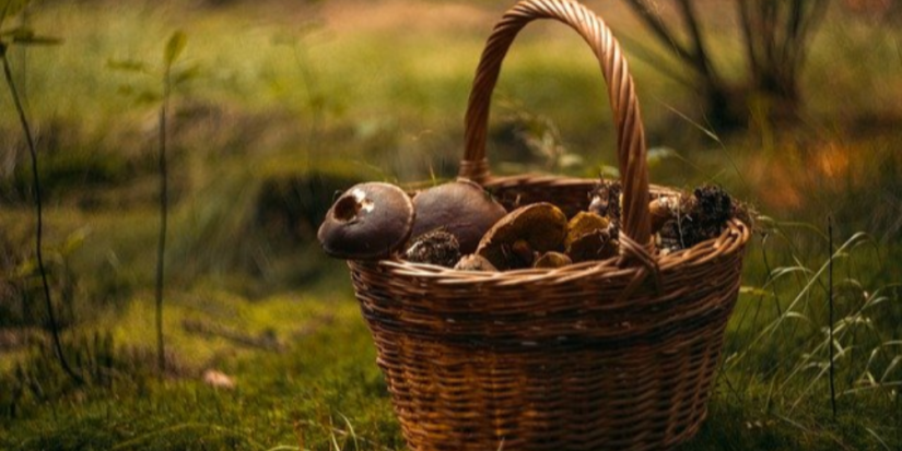 Лесная навигация: простые советы, чтобы найти дорогу домой - 2025-08-03 16:05:00 - 1