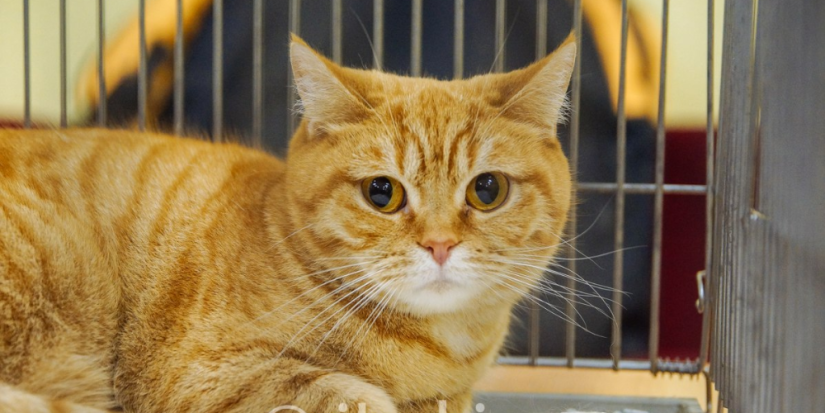 Сегодня отмечается Международный день кошек - 2025-08-08 13:05:00 - 1