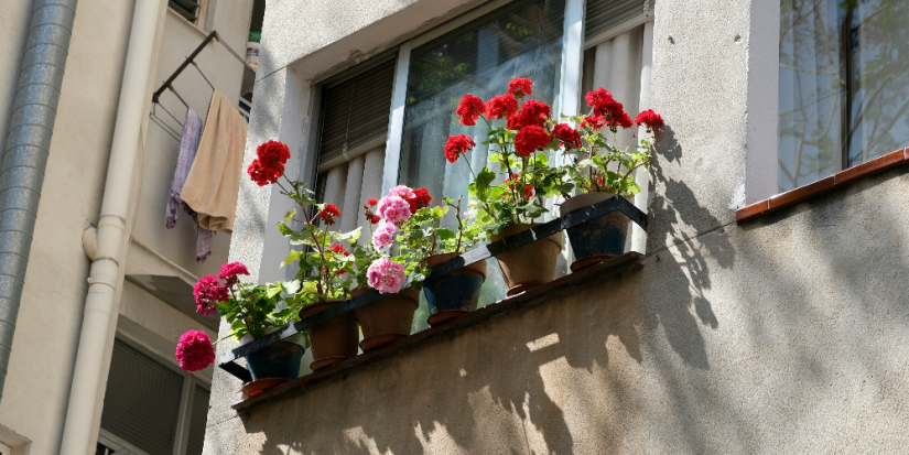 Разведение цветов на балконе может обернуться штрафом для россиян - 2025-08-19 18:35:00 - 1