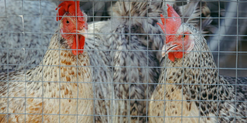 Осенняя ярмарка пройдет в Бежаницком округе - 2025-08-22 11:35:00 - 1