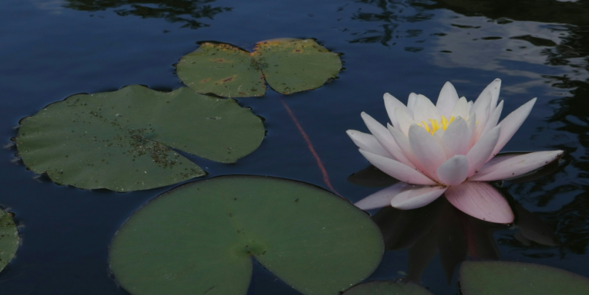 Жителям Псковской области напоминаю о запрете уничтожения кувшинок - 2025-08-30 09:05:00 - 1