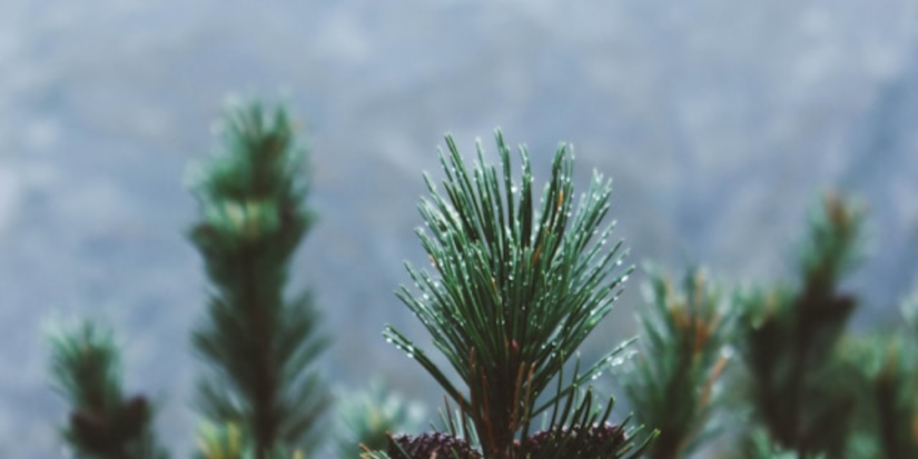 Больше 2,8 тыс молодых елей высадили в Плюсском округе - 2025-09-19 08:35:00 - 1