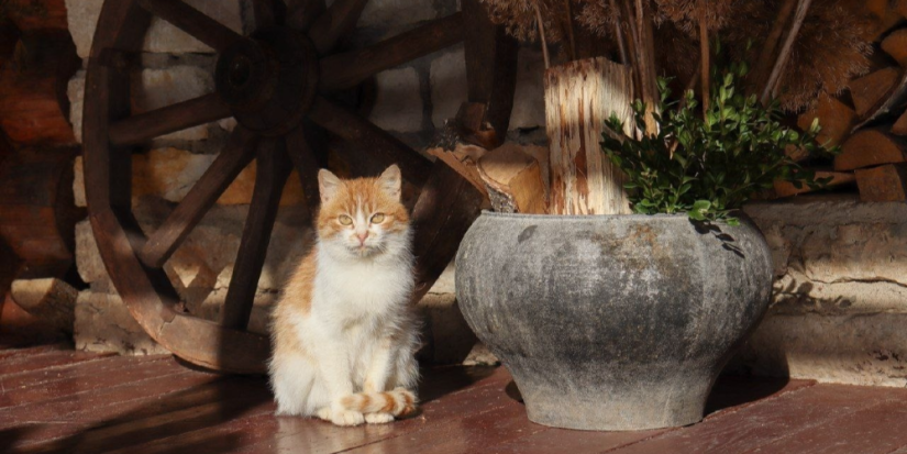 С 1 октября музей-заповедник «Изборск» перешел на осенне-зимнее расписание - 2025-10-05 18:05:00 - 1