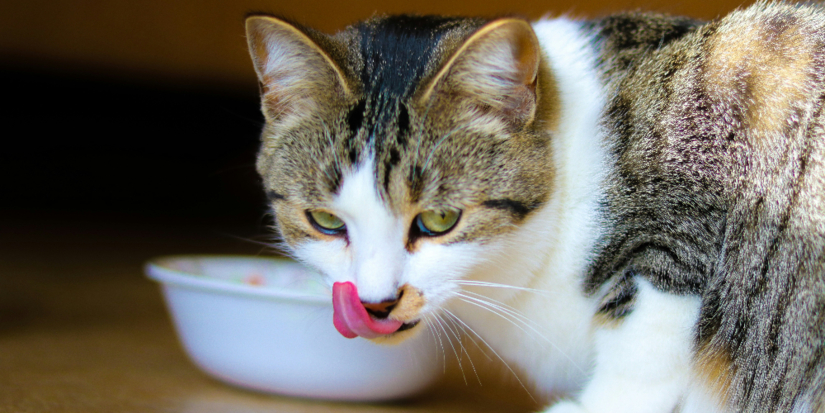 В Госдуме предлагают установить лимит на питомцев в квартирах - 2025-10-10 20:05:00 - 1