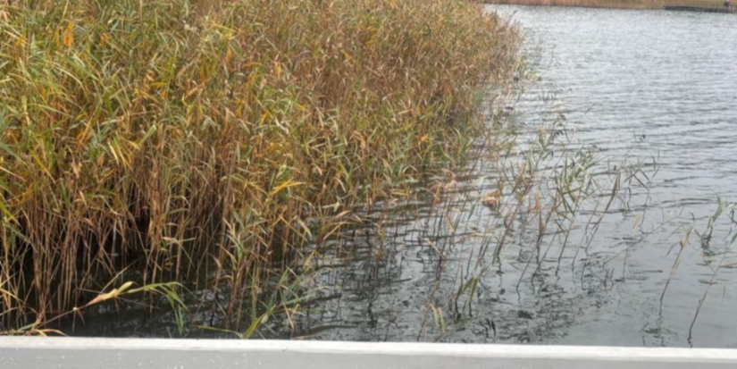 Пропавшего жителя Великолукского района нашли утонувшим - 2025-10-14 11:35:00 - 1