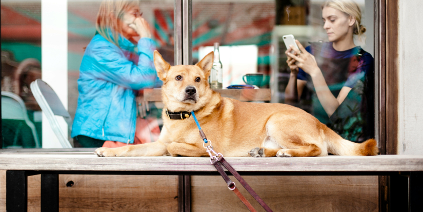 Детям и пьяным запретят выгуливать больших собак - 2025-10-16 20:05:00 - 1