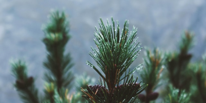 Новый «Почтовый лес» появился на площади более 20 гектаров - 2025-10-18 11:05:00 - 1