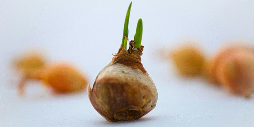 В Псковской области уничтожат партию заражённых луковиц тюльпанов - 2025-10-21 17:05:00 - 1