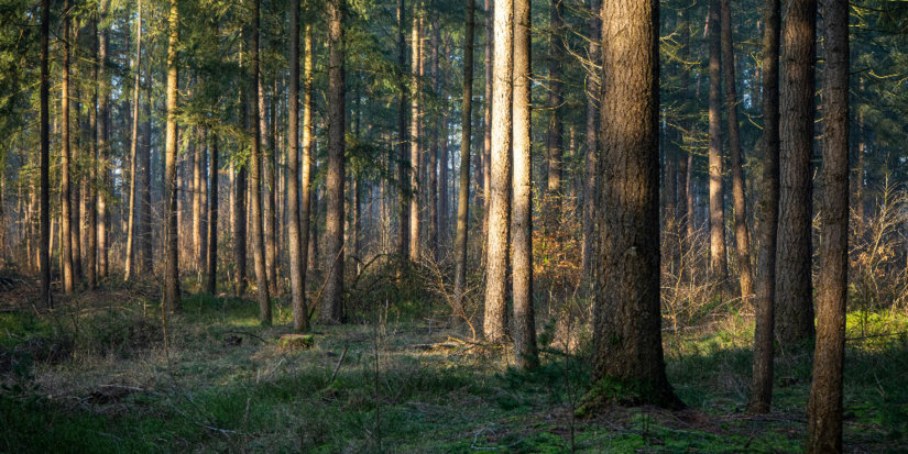 В Великолукском лесничестве нашли нарушение при закупке техники - 2025-10-23 11:35:00 - 1