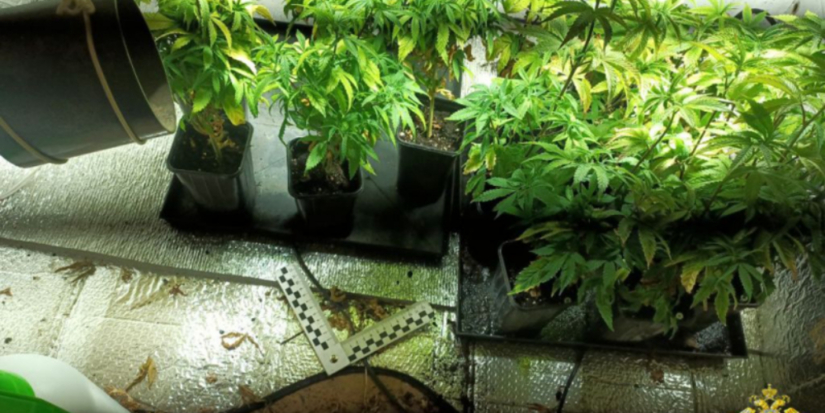 В Новоржевском районе полицейские изъяли более 30 килограммов наркотиков - 2025-11-07 10:05:00 - 1