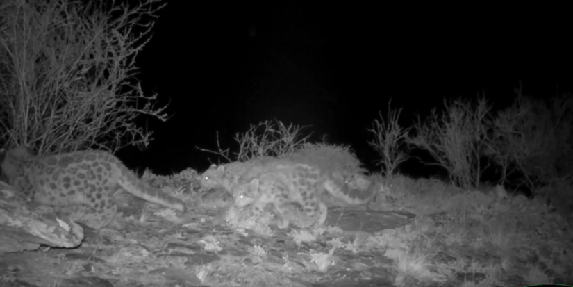 В Саяно-Шушенском заповеднике родились три котенка снежного барса - 2025-11-13 13:05:00 - 1