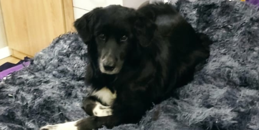 Псковича будут судить за попытку убийства собаки - 2025-12-26 14:35:00 - 1