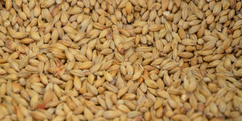 В Псковской области выявили нарушения при декларировании зерна - 2026-01-07 19:05:00 - 1