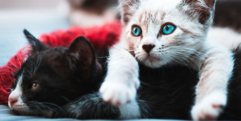 Владельцев кошек и собак обяжут чипировать питомцев и ставить на учёт - 2026-01-16 18:35:00 - 1