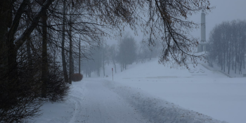Коммунальщики займутся обрезкой деревьев - 2026-01-29 13:05:00 - 1