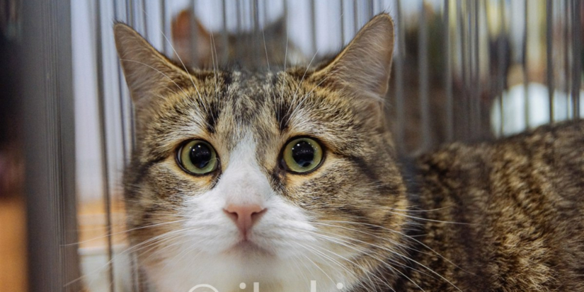 Великолукские осужденные оказали помощь зооприютам - 2026-02-10 12:35:00 - 1