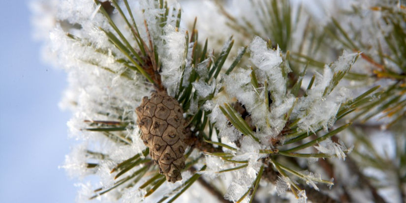 Волонтёрские смены пройдут в Полистовском заповеднике - 2026-02-11 10:35:00 - 1