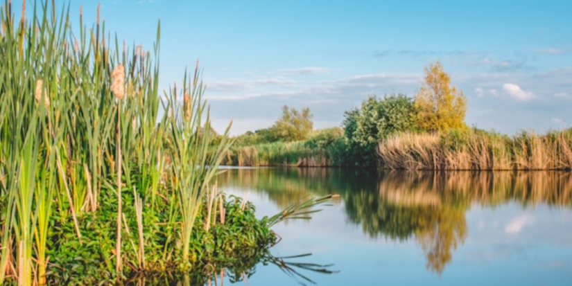 В 17 регионах расчистят водоёмы по нацпроекту «Экологическое благополучие» - 2026-02-15 09:05:00 - 1