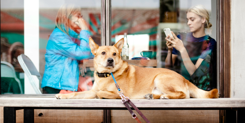 В России предлагают ввести налог на выгул собак - 2026-02-12 19:35:00 - 1