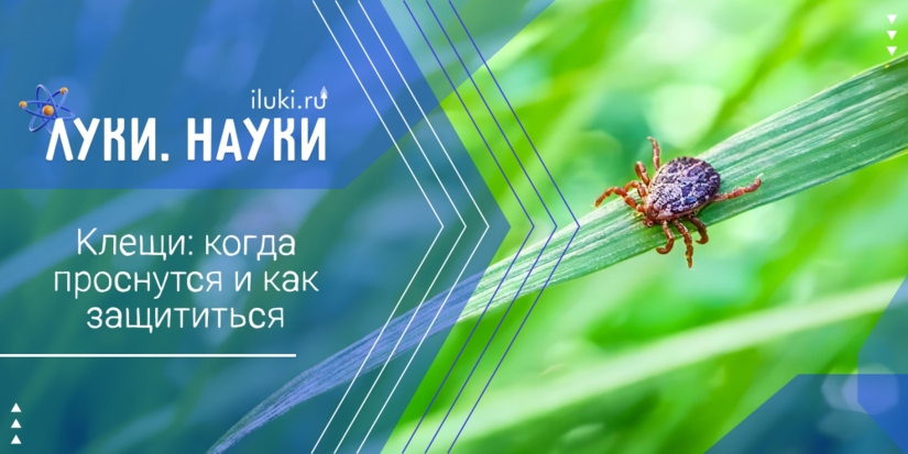 Когда клещи начнут атаковать великолучан? - 2026-03-12 17:35:00 - 1