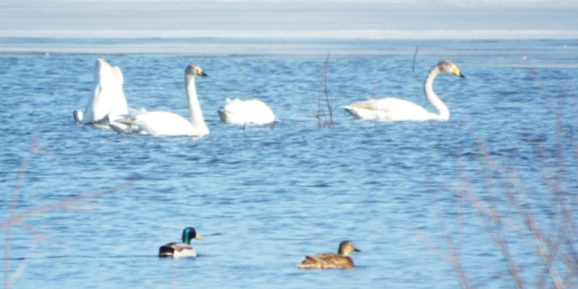 В заповедник «Михайловское» из тёплых мест возвращаются лебеди - 2026-03-12 10:05:00 - 1