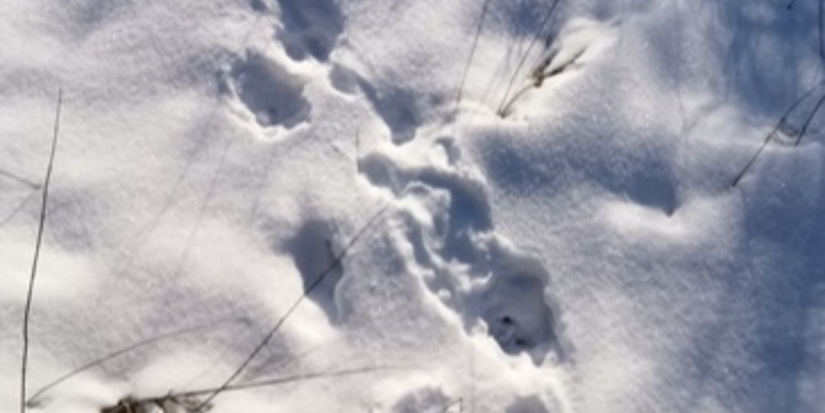 В Полистовском заповеднике пересчитали животных - 2026-03-13 16:05:00 - 1