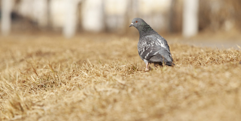 В России откроется бесплатная школа фотографа дикой природы - 2026-03-22 14:05:00 - 1